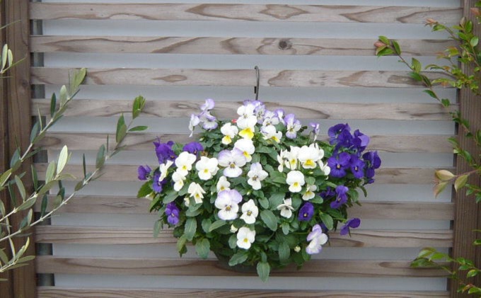 花 季節のお花でハンキングバスケット グリーン・ホワイト・ブルー系 植物 ガーデニング ガーデン インテリア 