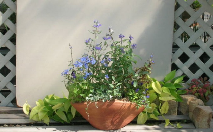 爽やかな色合いブルー・パープルの寄せ植え 植物 