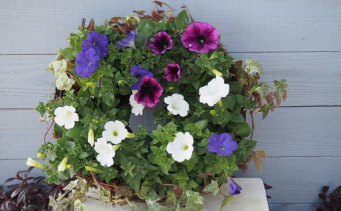 花 季節のお花 サークルハンギング 植物 インテリア 