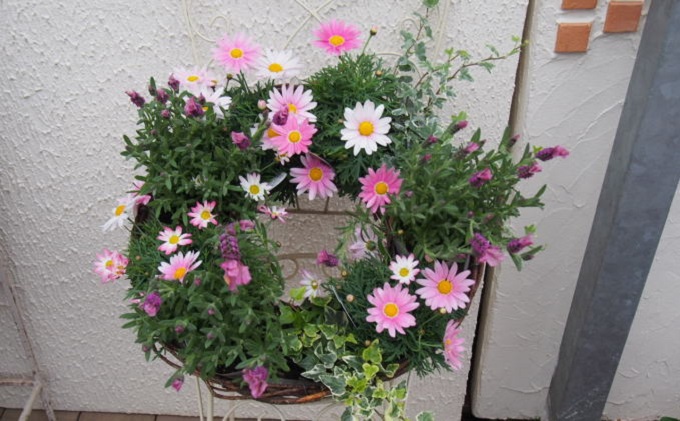 花 季節のお花 サークルハンギング 植物 インテリア 