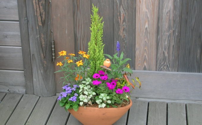 可愛いお花畑の寄せ植え（Mサイズ） 