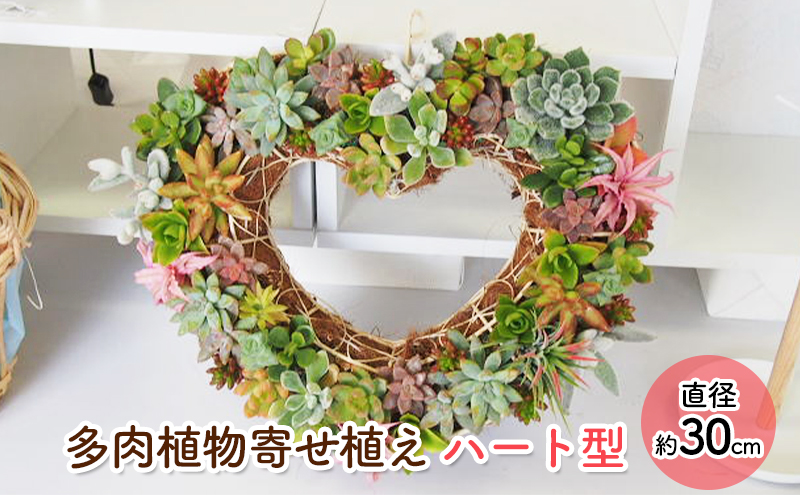多肉 寄せ植え 可愛いハートの多肉植物 植物 インテリア ガーデン 