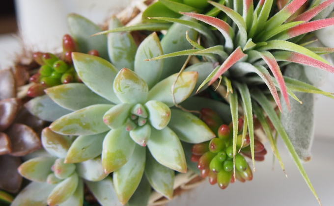 多肉 寄せ植え 可愛いハートの多肉植物 植物 インテリア ガーデン 