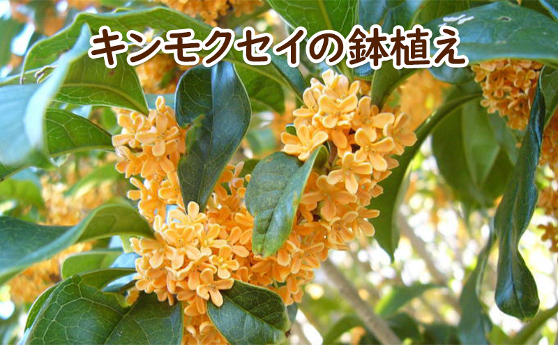 【福岡県朝倉市】苗木 キンモクセイ 鉢植え 白プラ鉢 植物 ガーデン インテリア ※配送不可:北海道、沖縄、離島