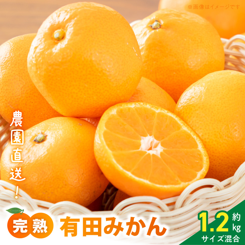 直営限定】【2026年11月発送】農園直送 完熟 有田みかん 約1.2kg（1kg+