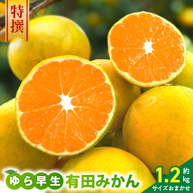 2026年11月上旬～2027年1月下旬頃に順次発送》【2026年先行予約】家庭