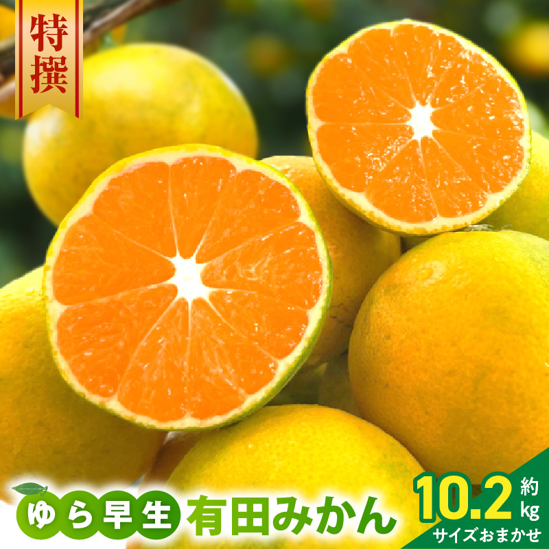 直営限定】【2026年先行予約】特撰 ゆら早生有田みかん 約10.2kg（10kg