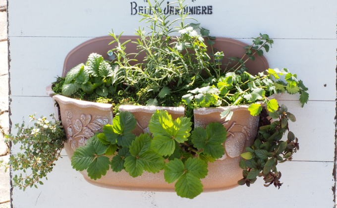 植物 ハーブのハンキング 木製スタンド付き ハーブ インテリア ガーデン 