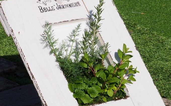 植物 ハーブ 寄せ植え 額縁プランター ガーデン インテリア 