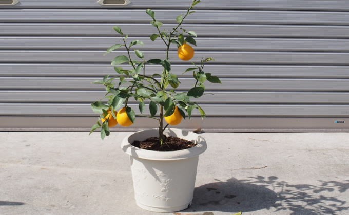 レモンの木鉢植え（白プラ鉢31cm） 苗木 れもん 檸檬 Lemon 観葉植物 ガーデニング 花 実 香り 