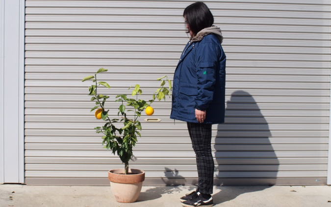 ふるさと納税・レモンの木鉢植え（大きめサイズ）テラコッタ鉢・苗木・れもん・檸檬・Lemon・大きいサイズ・観葉植物・ガーデニング・花・実・香り
