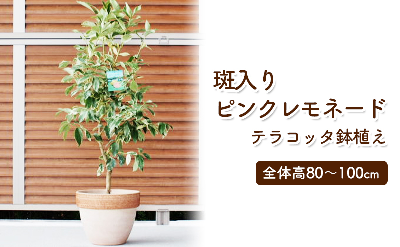 苗木 レモン 斑入り レモンの木 ピンクレモネード テラコッタ鉢 植物 ガーデン インテリア ※配送不可:北海道、沖縄、離島 