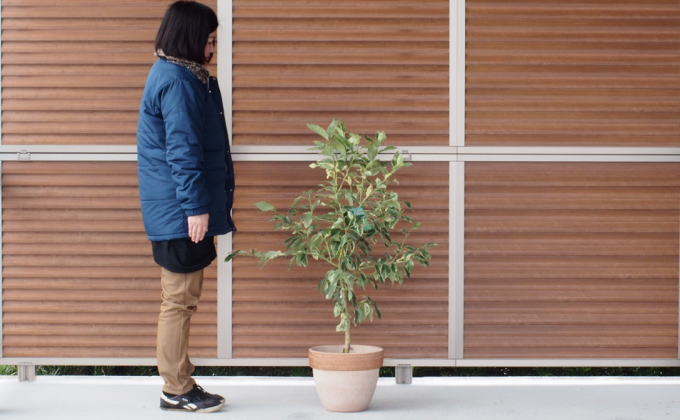 苗木 レモン 斑入り レモンの木 ピンクレモネード テラコッタ鉢 植物 ガーデン インテリア ※配送不可:北海道、沖縄、離島 