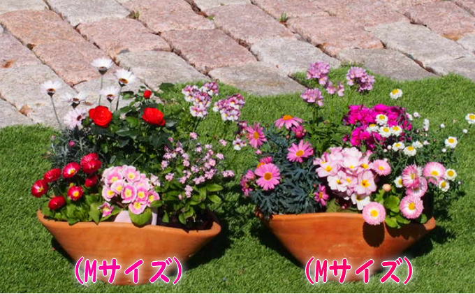 可愛いピンクのお花たっぷりの寄せ植え（舟形Mサイズ）2個 植物 