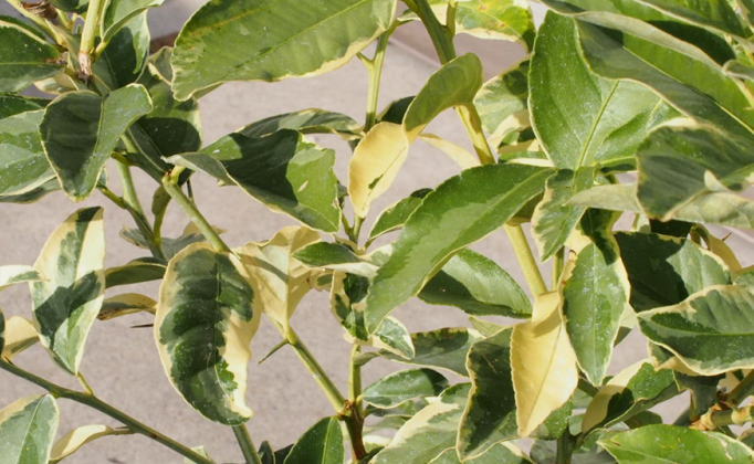 苗木 レモン 斑入り レモンの木 ピンクレモネード テラコッタ鉢 植物 ガーデン インテリア ※配送不可:北海道、沖縄、離島 