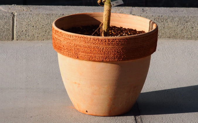 苗木 レモン 斑入り レモンの木 ピンクレモネード テラコッタ鉢 植物 ガーデン インテリア ※配送不可:北海道、沖縄、離島 