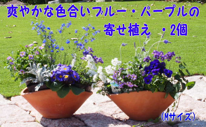 福岡県朝倉市のふるさと納税 ブルー・パープルの寄せ植え（舟形Mサイズ）2個 花 植物