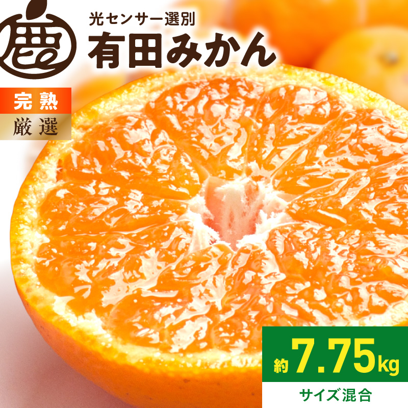 みたことないみかん 2026年11月上旬～2027年1月下旬頃に順次発送》【2026年先行予約】厳選
