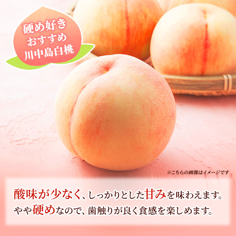 先行予約 2026年発送 浅間水蜜桃 もも 川中島白桃 秀品 約5kg ふるさと納税  長野県産 小諸市 桃 果物 フルーツ モモ 果肉