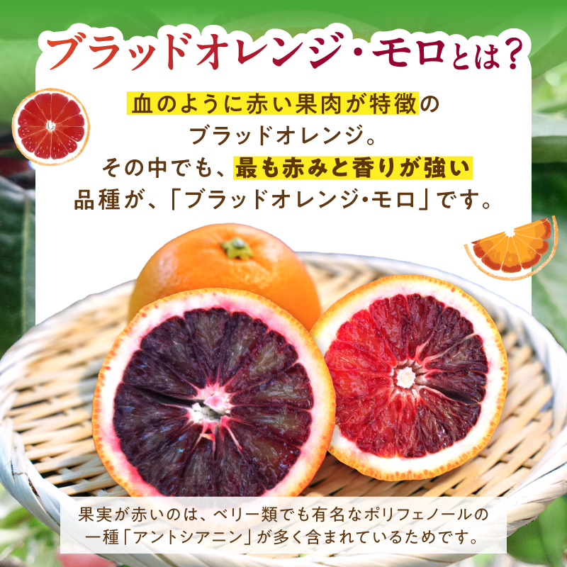 2027年3月上旬～3月下旬頃に順次発送予定》【直営限定】【2027年先行