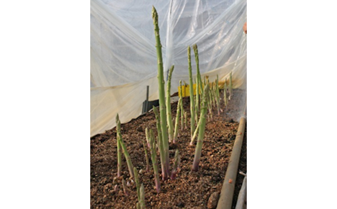 香川県土庄町のふるさと納税 【 小豆島 】島育ち！アスパラ「さぬきのめざめ」夏芽1kg アスパラガス 野菜 野菜セット