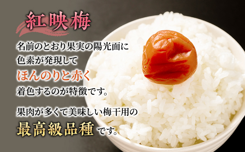 梅干し 650g 若狭のすっぱい梅干し 紅映梅 うめ ウメ 梅 酸っぱい梅干し 昔ながらの梅干し 昔ながら うめぼし ご飯のお供 ごはんのお供 おにぎりの具 福井 福井県 若狭町