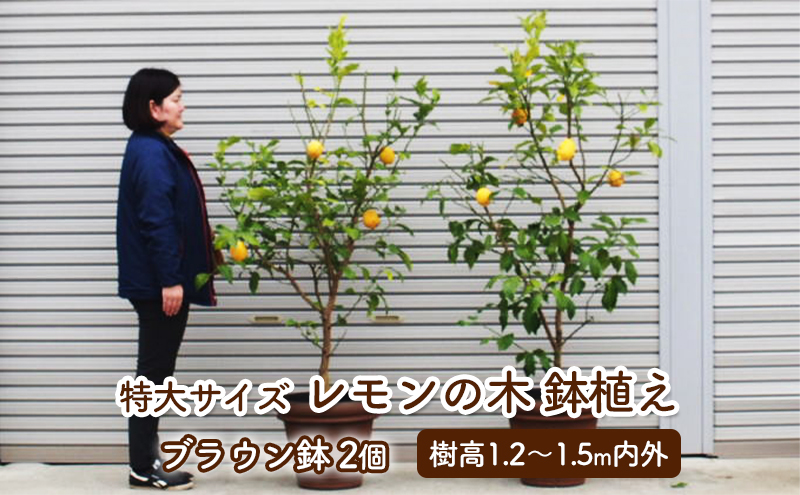 苗木 レモン 特大サイズ レモンの木 鉢植え ブラウン鉢 2個 植物