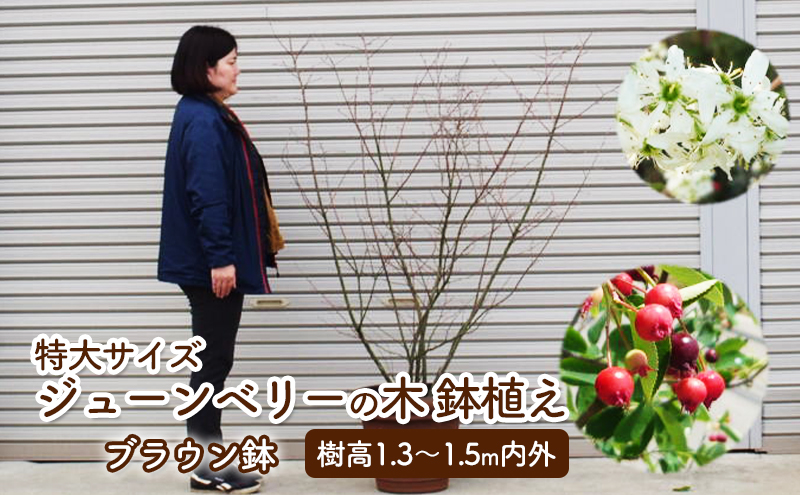 福岡県朝倉市のふるさと納税 苗木 特大サイズ ジューンベリーの木 鉢植え ブラウン鉢 1個 植物 ガーデン ※配送不可:北海道、沖縄、離島