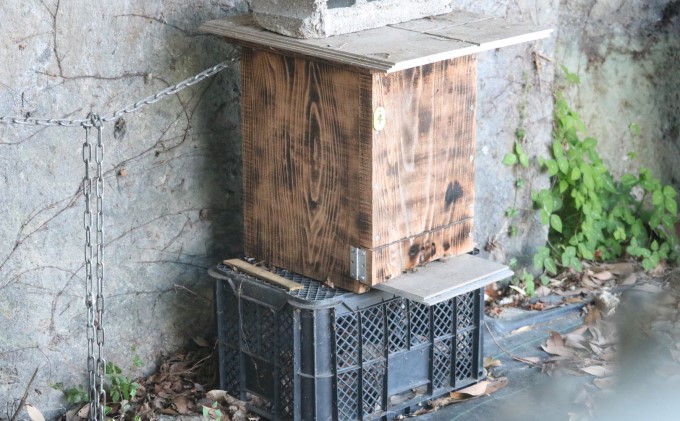 はちみつ 無添加 非加熱 希少 球磨産  地蜂蜜 150g×1本 加工食品 