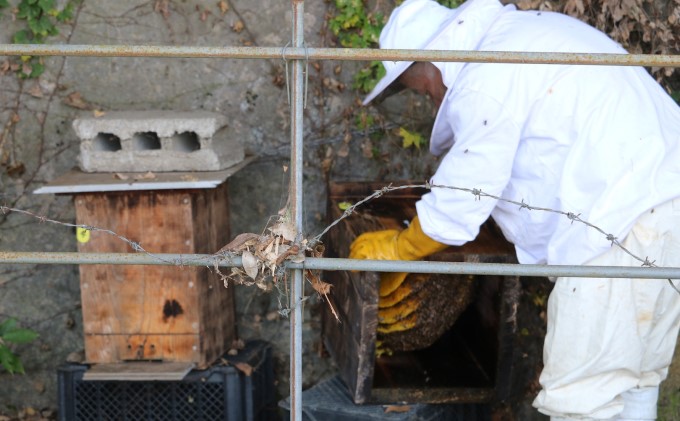 はちみつ 無添加 非加熱 希少 球磨産  地蜂蜜 150g×1本 加工食品 