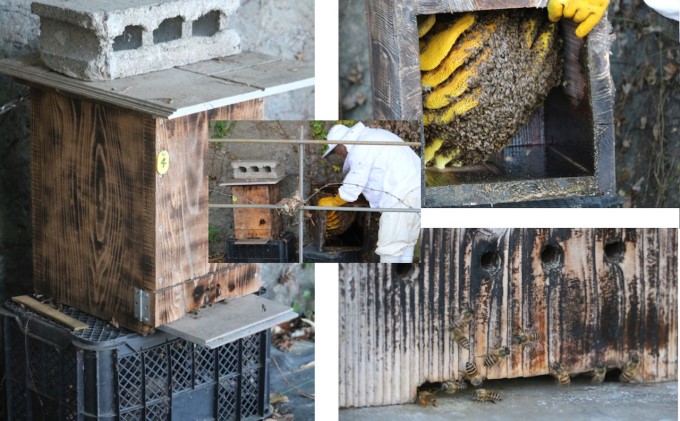 はちみつ 無添加 非加熱 希少 球磨産  地蜂蜜 150g×1本 加工食品 