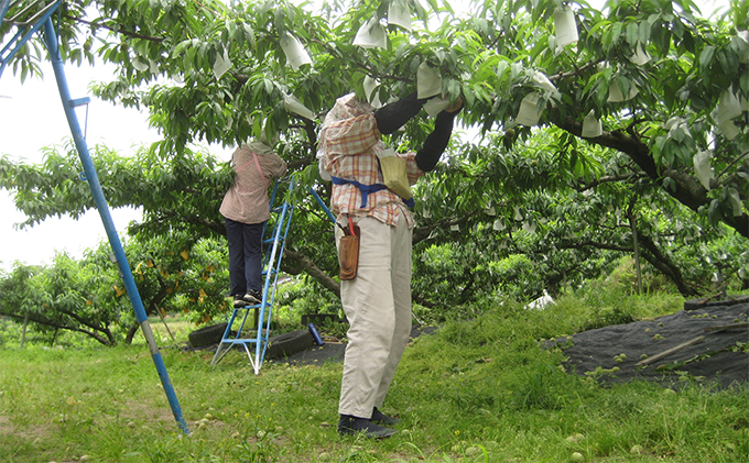 香川県東かがわ市のふるさと納税 桃 瀬戸の天使 香る桃 5～9玉 3kg 旬の桃 もも モモ ピーチ フルーツ 果物 くだもの 果実 旬の果物 旬のフルーツ 香川 香川県 東かがわ市