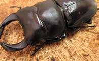国産オオクワガタペア♂７０ミリ前後・♀お任せ 生き物生き物 