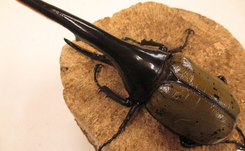 y쌧szwNXIIJugPSO~OEC 