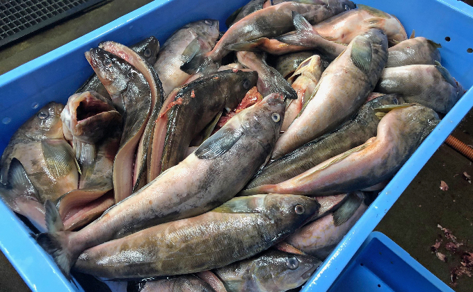 北海道礼文島産　開きほっけ（350g以上）×8枚 魚貝類 干物 ホッケ 