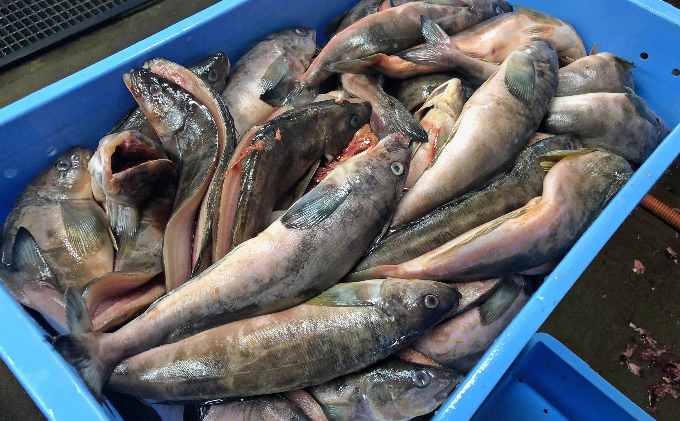 北海道礼文島産　開きほっけ（2枚入）×3 魚貝類 干物 ホッケ 