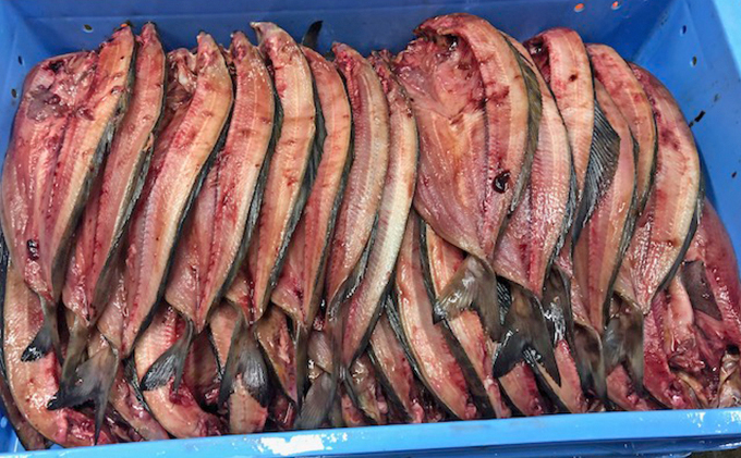 北海道礼文島産　開きほっけ（350g以上）×8枚 魚貝類 干物 ホッケ 