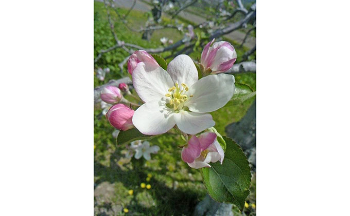 北海道仁木町のふるさと納税 峠のふもと紅果園の完熟！リンゴジュース180ml×10本セット 飲料類 果汁飲料 りんご 林檎 ジュース [峠のふもと紅果園]