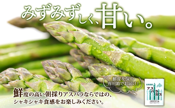 北海道倶知安町のふるさと納税 【 2026年 発送 】 北海道産 グリーン アスパラガス 約 900g  M - L サイズ混合 アスパラガス アスパラ 旬 朝採り 新鮮 お取り寄せ 産地直送 産直 野菜 農作物 詰め合わせ 国産 しりべしや