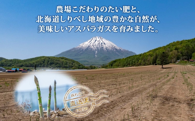 北海道倶知安町のふるさと納税 【 2026年 発送 】 北海道産 グリーン アスパラガス 約 900g  M - L サイズ混合 アスパラガス アスパラ 旬 朝採り 新鮮 お取り寄せ 産地直送 産直 野菜 農作物 詰め合わせ 国産 しりべしや