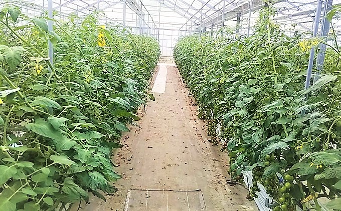 カラダに優しい「乳酸菌入り ミニトマト3kg」初物 野菜 