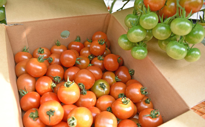 プチッと美味しい！「乳酸菌入り ミニトマト1kg」初物 野菜 