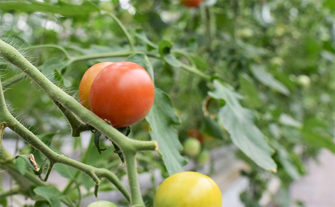 プチッと美味しい！「乳酸菌入り ミニトマト1kg」初物 野菜 