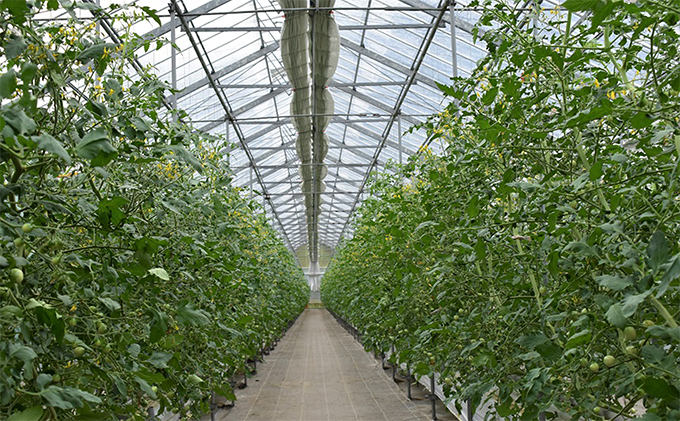 プチッと美味しい！「乳酸菌入り ミニトマト1kg」初物 野菜 