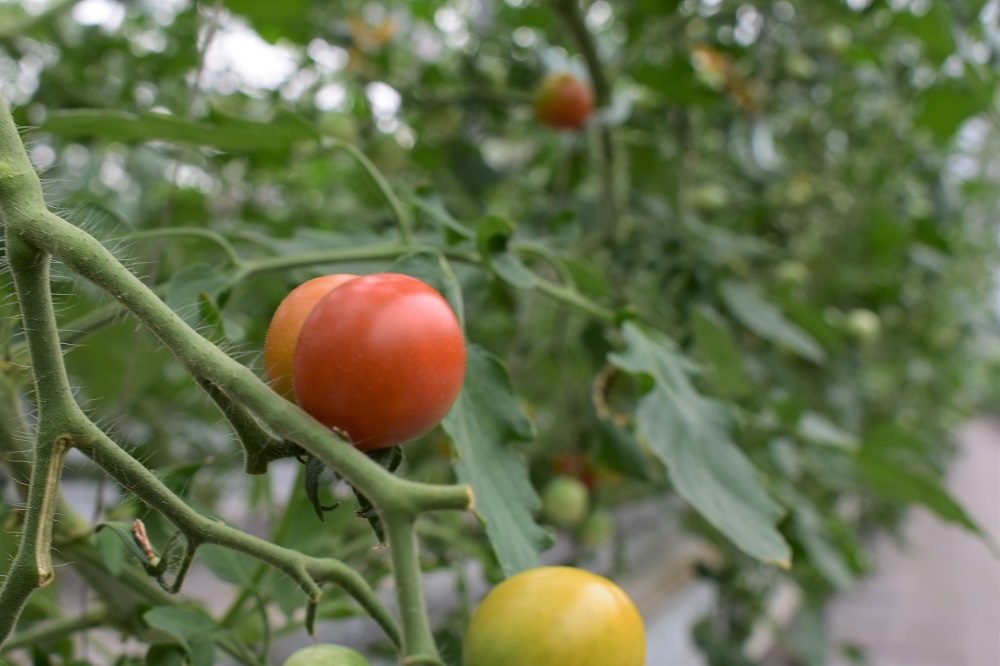 カラダに優しい「乳酸菌入り ミニトマト3kg」初物 野菜 
