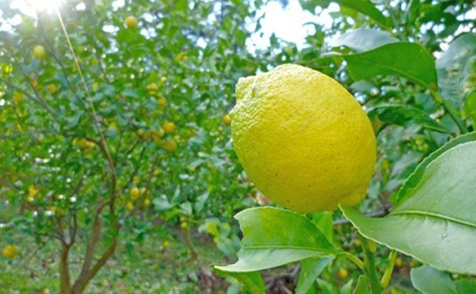 【 小豆島 】豊島レモン2.5キロ【12月上旬発送開始】 果物類 柑橘類 檸檬 フルーツ 