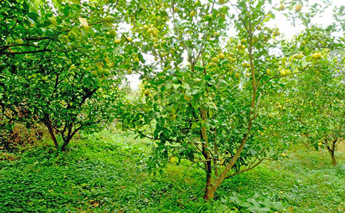 【 小豆島 】豊島レモン2.5キロ【12月上旬発送開始】 果物類 柑橘類 檸檬 フルーツ 