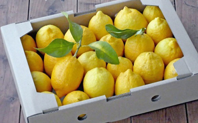 【 小豆島 】豊島レモン2.5キロ【12月上旬発送開始】 果物類 柑橘類 檸檬 フルーツ 