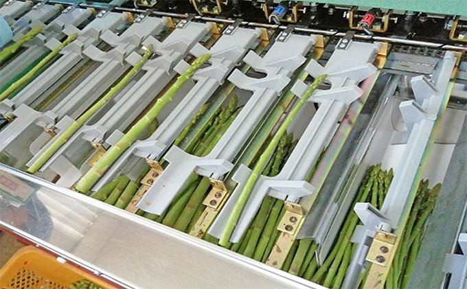 砂川さんの特選 アスパラ 1kg Lサイズ【さぬきのめざめ】 アスパラガス 冷蔵便 野菜 甘い 美味しい グリーンアスパラ 1万円以下 野菜セット 新鮮 旬 とれたて お取り寄せ 小分け BBQ 自宅用 家庭用 