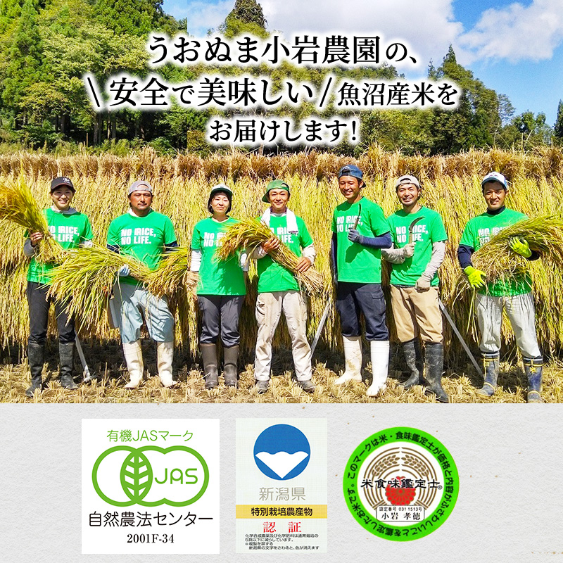 新潟県魚沼市のふるさと納税 ツバメの飛び交う棚田米 5kg 袋 6ヶ月 連続お届け （ 米 定期便 コシヒカリ こしひかり 定期 お米 新潟 魚沼 魚沼産 魚沼産コシヒカリ 魚沼産こしひかり こめ コメ おこめ 白米 お楽しみ 6回 ） 新潟県